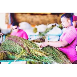 ROOIBOS NATURE CERTIFIE BIO 2