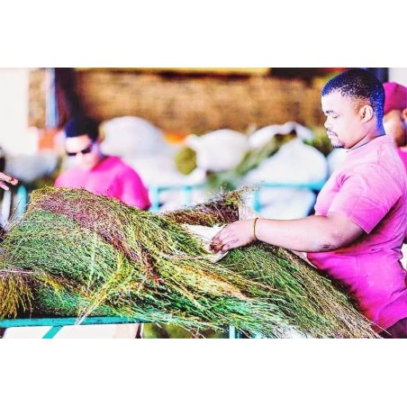 ROOIBOS NATURE ORGANIC CERTIFIED