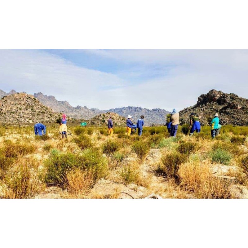 ROOIBOS NATURE ORGANIC CERTIFIED