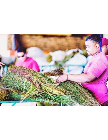 GREEN ROOIBOS SUPERGRADE ORGANIC CERTIFIED