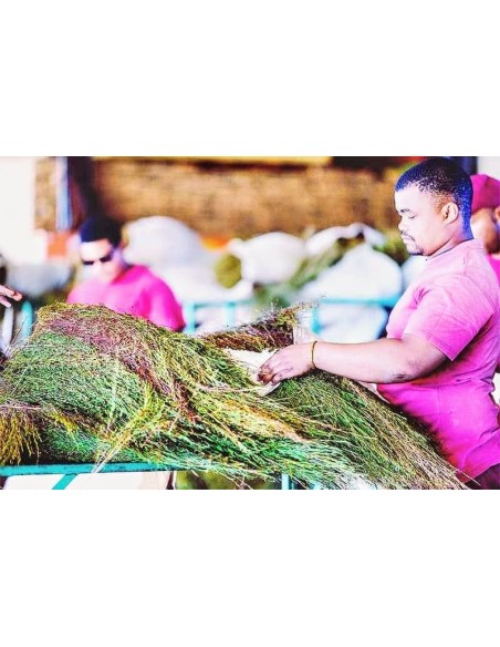 GREEN ROOIBOS SUPERGRADE ORGANIC CERTIFIED