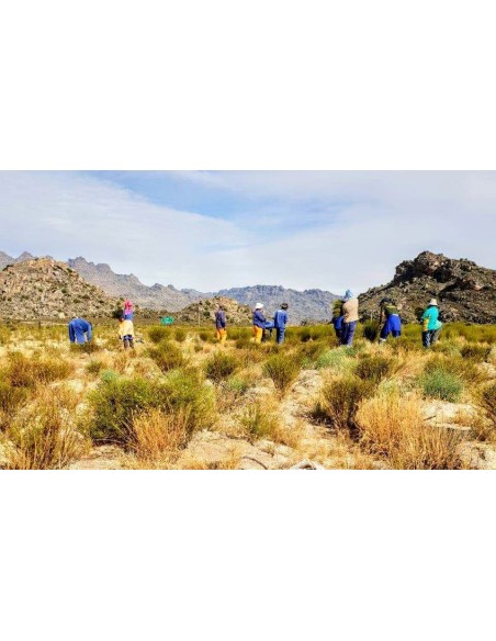 GREEN ROOIBOS SUPERGRADE ORGANIC CERTIFIED