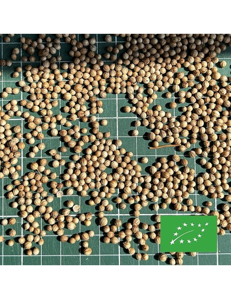 CORIANDER SEEDS ORGANIC CERTIFIED