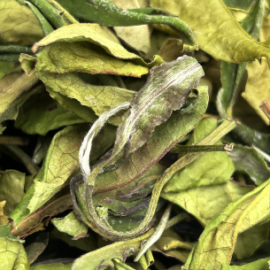 WHITE TEA QUI YUN TTES23 PRE-QINGMING