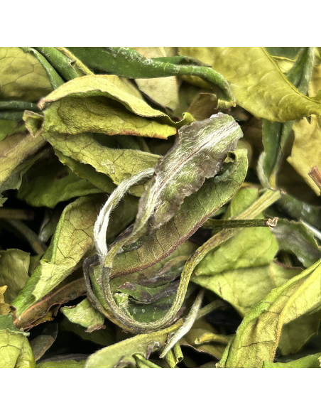 WHITE TEA QUI YUN TTES23 PRE-QINGMING 2024